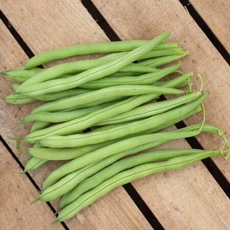 Accelerate, Bean Seeds - Packet (2 oz.) image number null